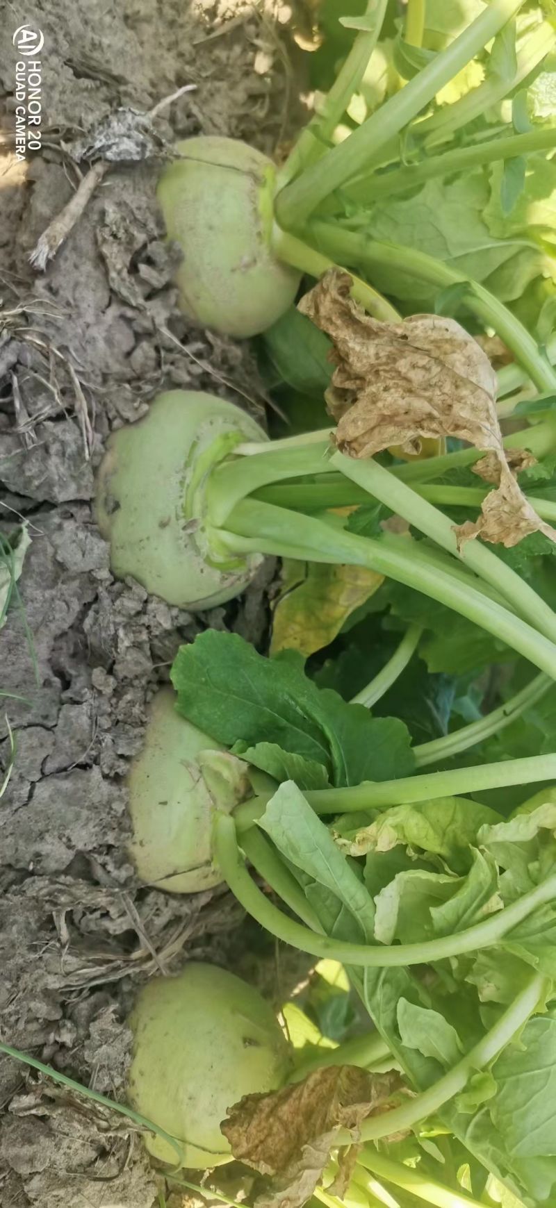 芥菜大量上市价格美丽欢迎采购产地直发需要的联系