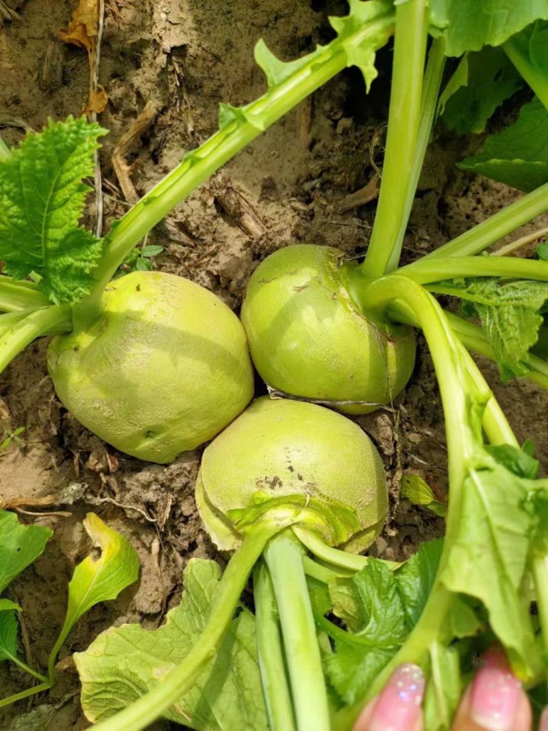芥菜大量上市价格美丽欢迎采购产地直发需要的联系