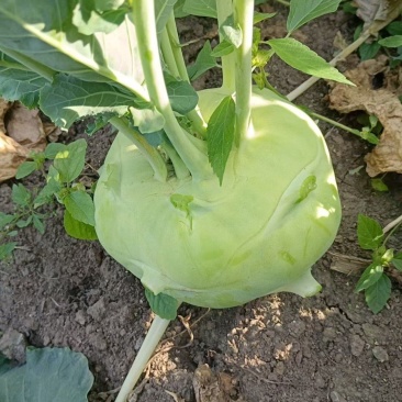 芥菜大量上市价格美丽欢迎采购产地直发需要的联系