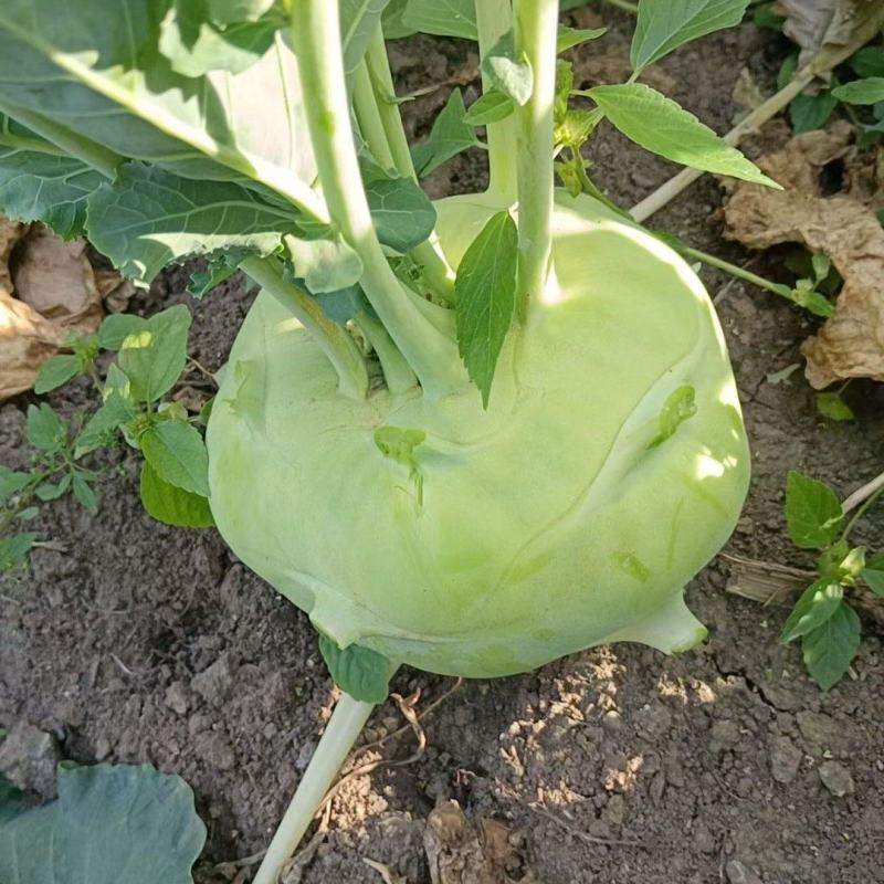 芥菜大量上市价格美丽欢迎采购产地直发需要的联系