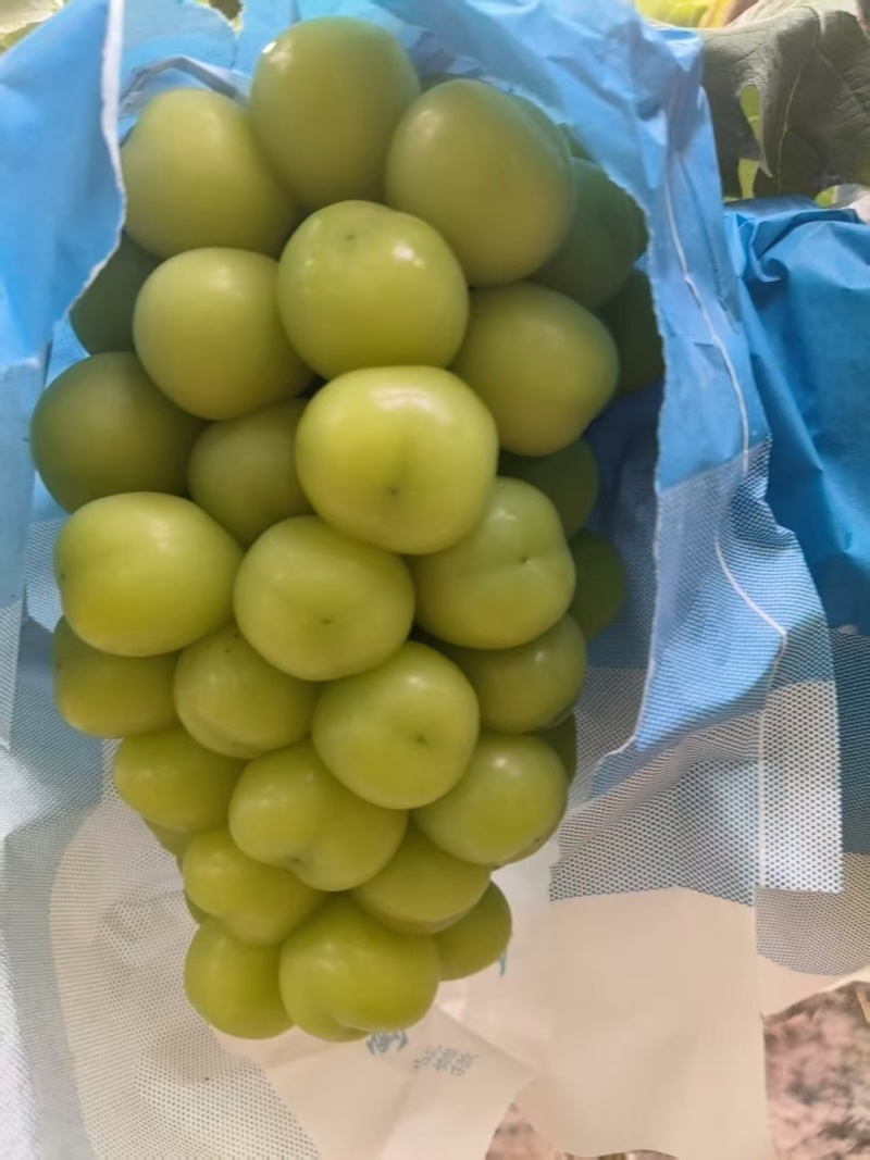 夏邑阳光玫瑰有周转筐无纺布袋子泡沫箱纸箱按需要分拣打包
