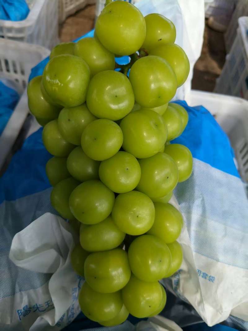 夏邑阳光玫瑰有周转筐无纺布袋子泡沫箱纸箱按需要分拣打包