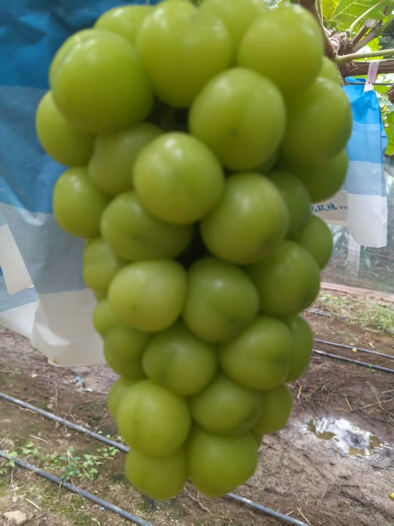 夏邑阳光玫瑰有周转筐无纺布袋子泡沫箱纸箱按需要分拣打包