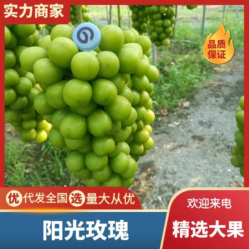 自家一手货源阳光玫瑰大颗粒糖分足货量大串行紧密承接电商代发