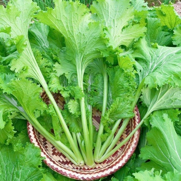 美味香芥饺子菜原装种子营养美味耐热耐寒适应性广