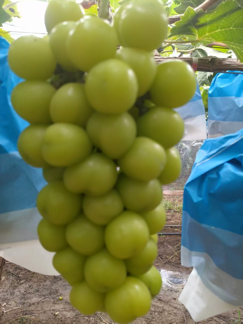 自家一手货源阳光玫瑰大颗粒糖分足货量大串行紧密承接电商代发