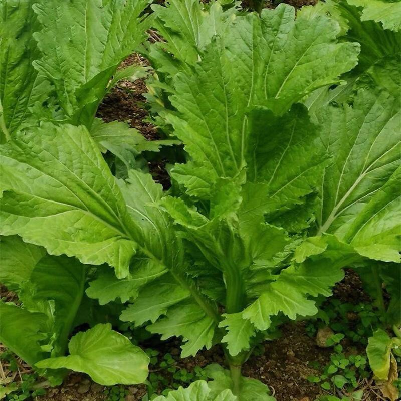 美味香芥饺子菜原装种子营养美味耐热耐寒适应性广