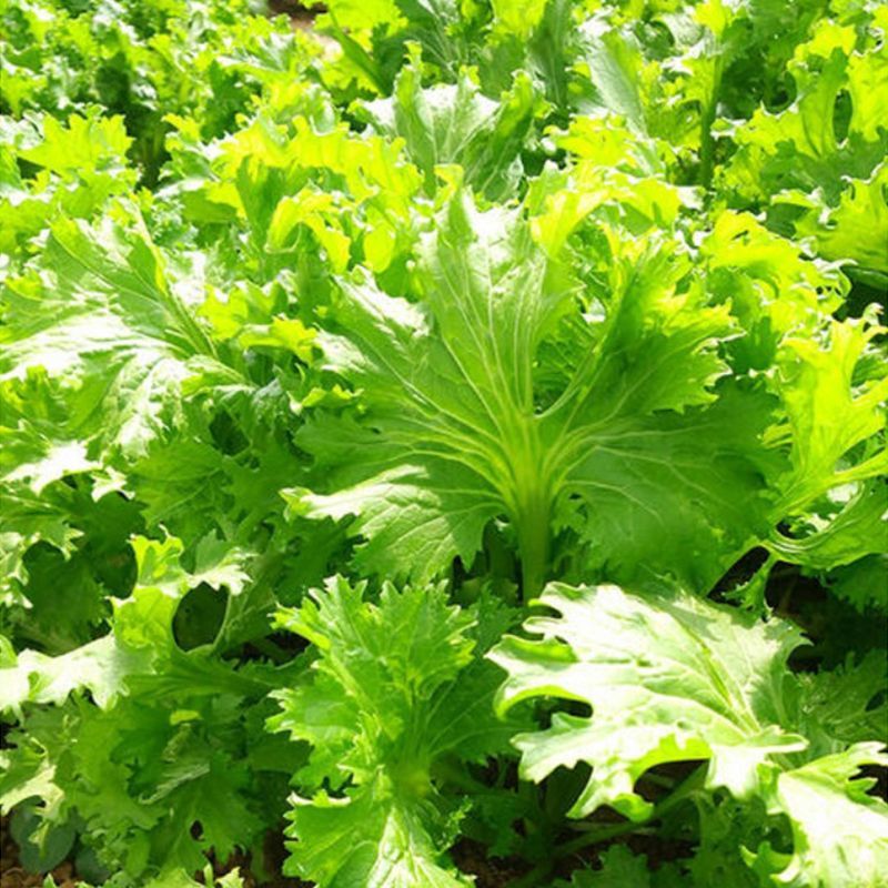 美味香芥饺子菜原装种子营养美味耐热耐寒适应性广