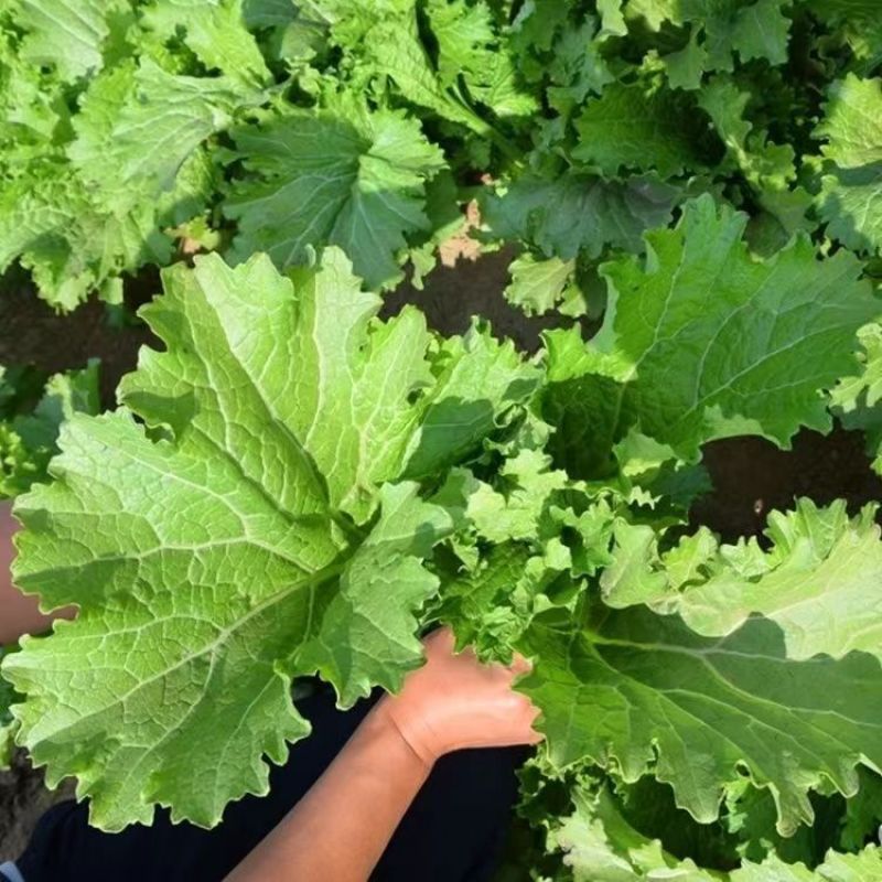美味香芥饺子菜原装种子营养美味耐热耐寒适应性广