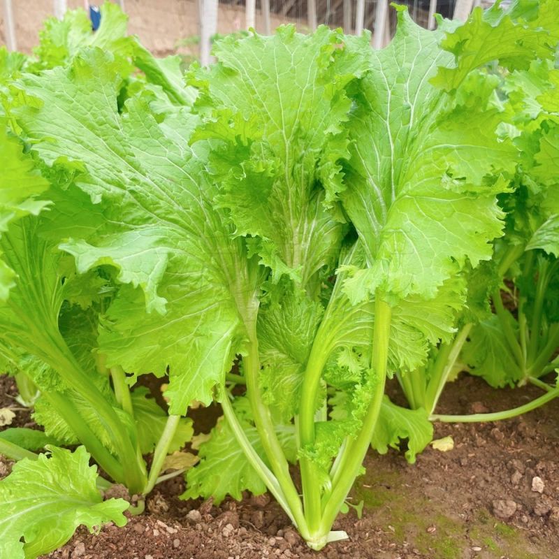 美味香芥饺子菜原装种子营养美味耐热耐寒适应性广