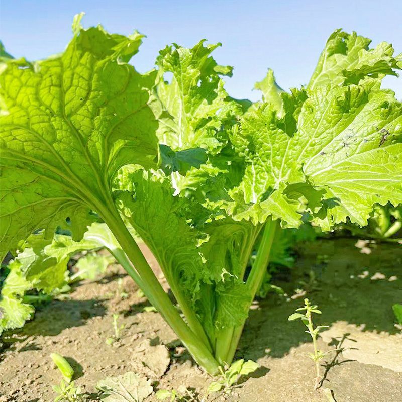 美味香芥饺子菜原装种子营养美味耐热耐寒适应性广