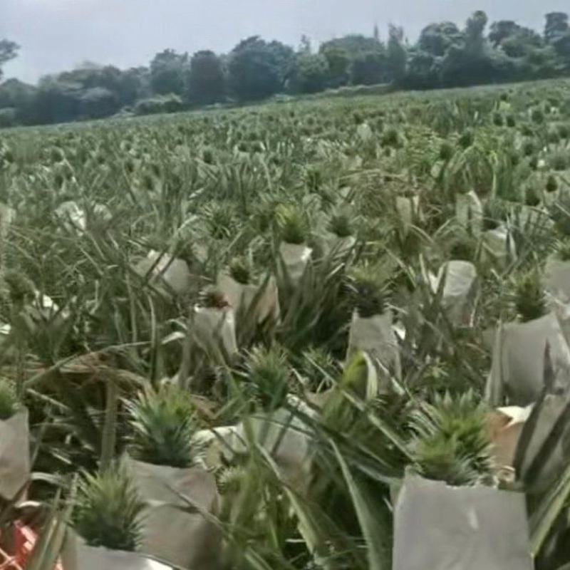 西瓜凤梨