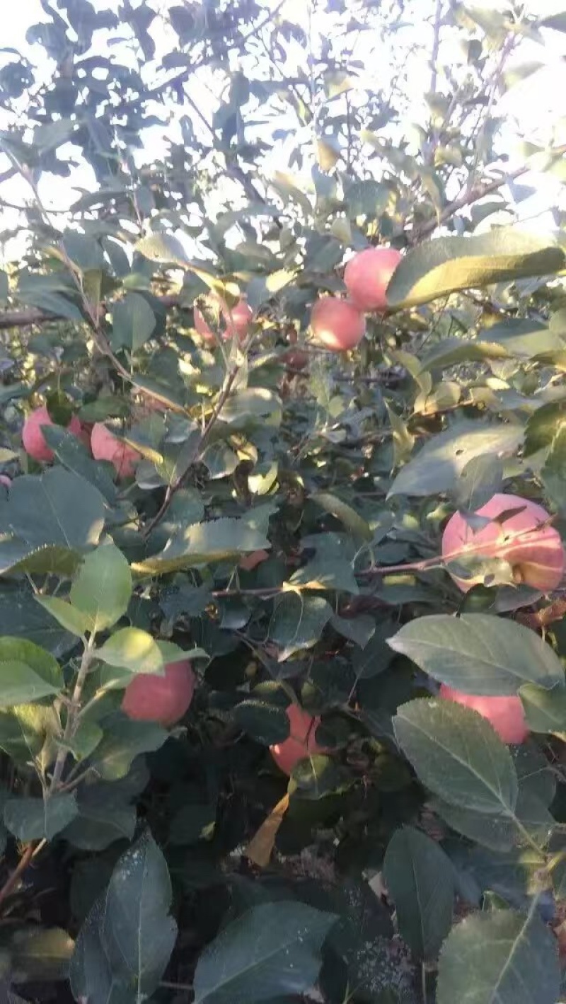 烟台红富士苹果脆甜多汁