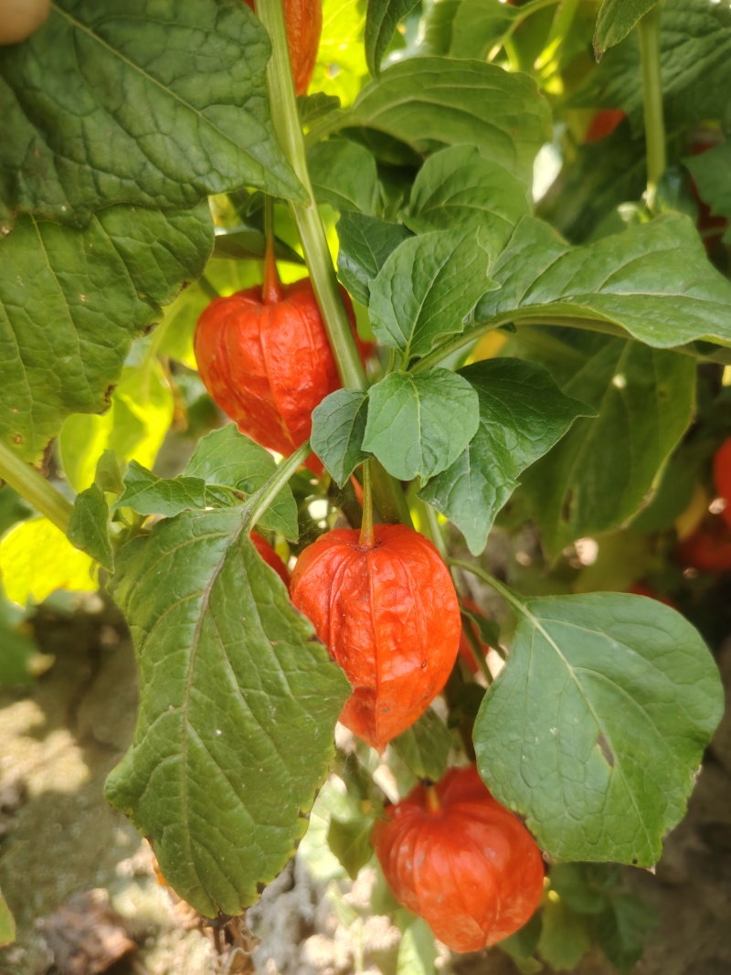 红菇茑