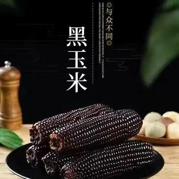《推荐》山东甜糯黑玉米基地直发对接商超电商团购一条龙