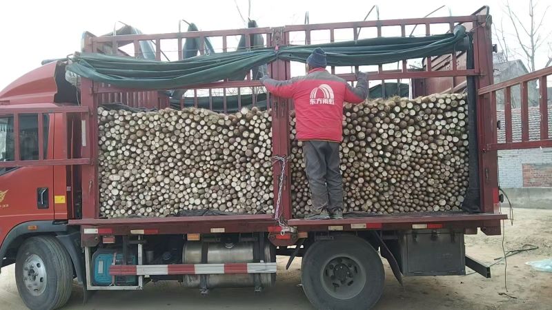 九斤黄山药大量上市产地直发一手货源保质保量