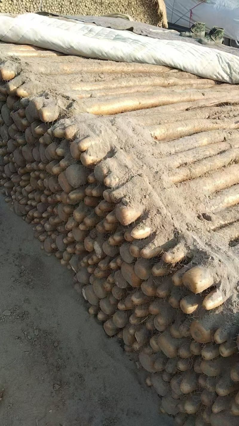 九斤黄山药大量上市产地直发一手货源保质保量