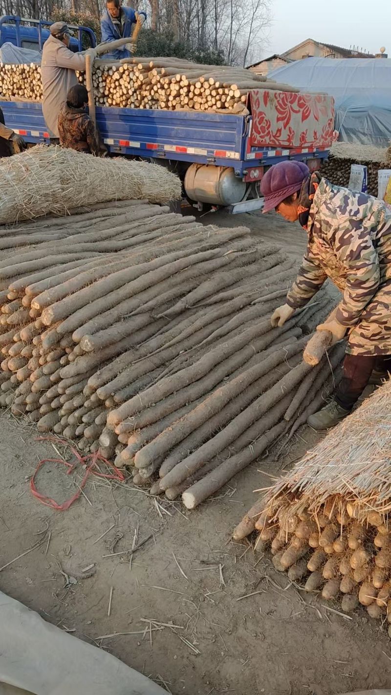 九斤黄山药大量上市产地直发一手货源保质保量