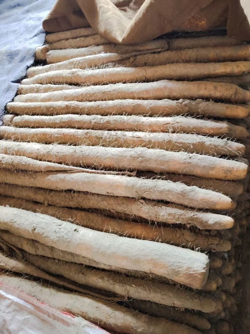 九斤黄山药大量上市产地直发一手货源保质保量