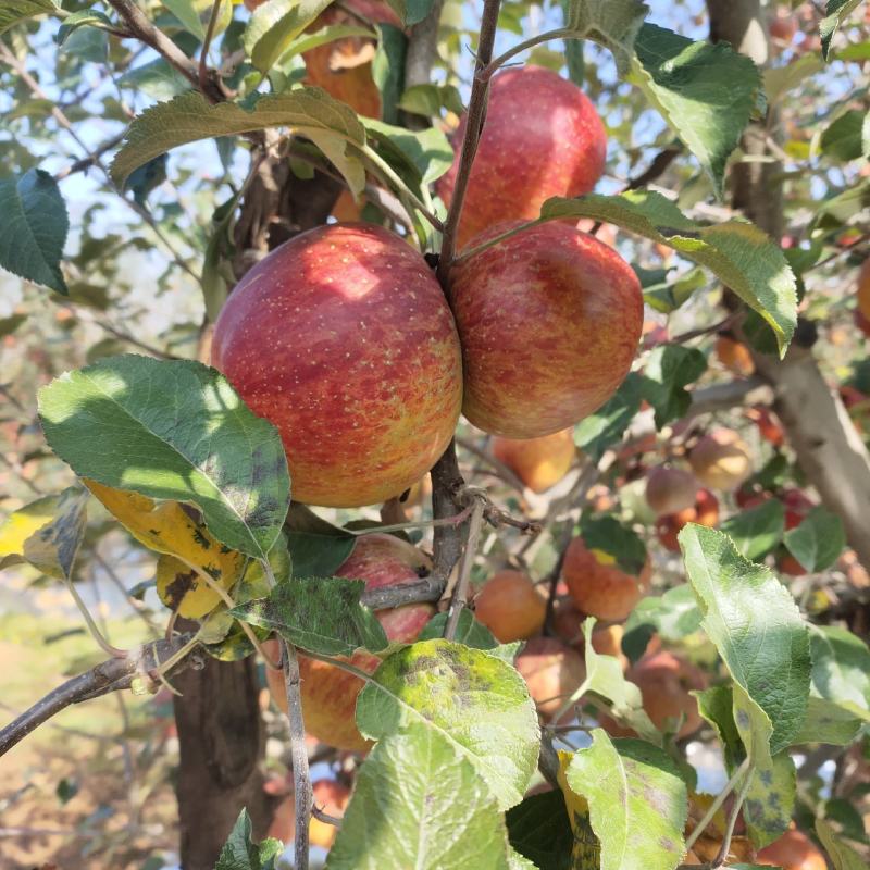 四川大凉山，高山高海拔，冰糖心丑苹果新鲜水果
