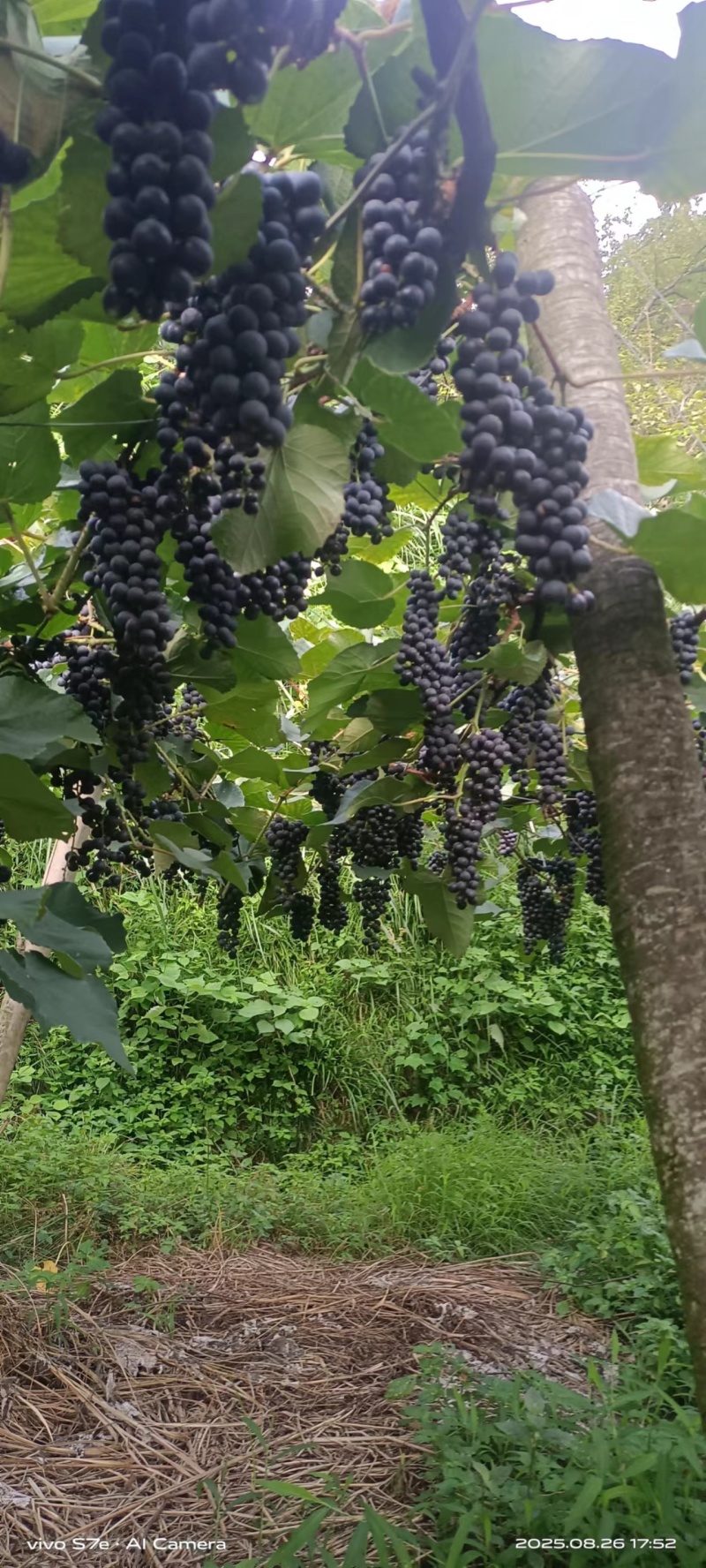 高山黑葡萄