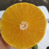 云南爱媛38号果冻脐橙大量上市中江边货水份充足口感甜