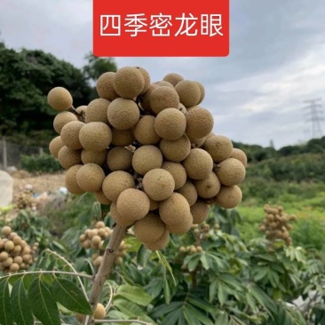 四季蜜龙眼苗