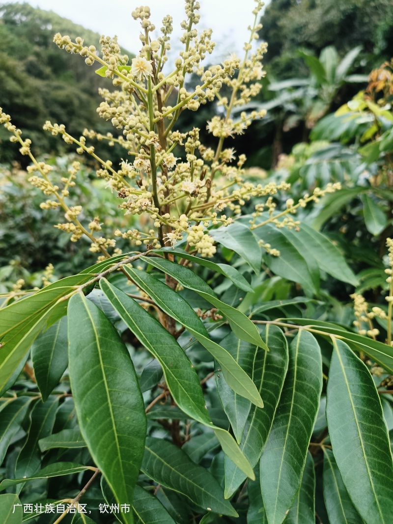 四季蜜龙眼苗