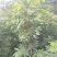 四季蜜龙眼苗