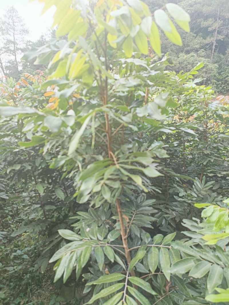 四季蜜龙眼苗