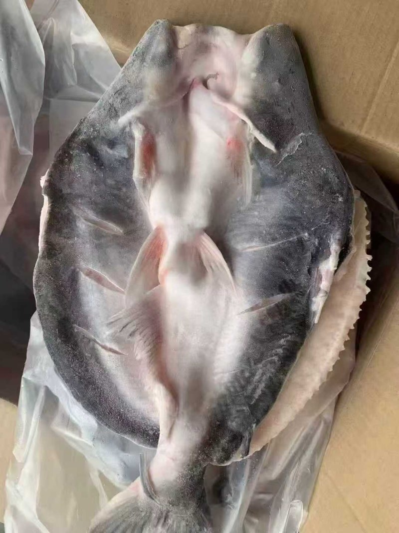 开背鱼