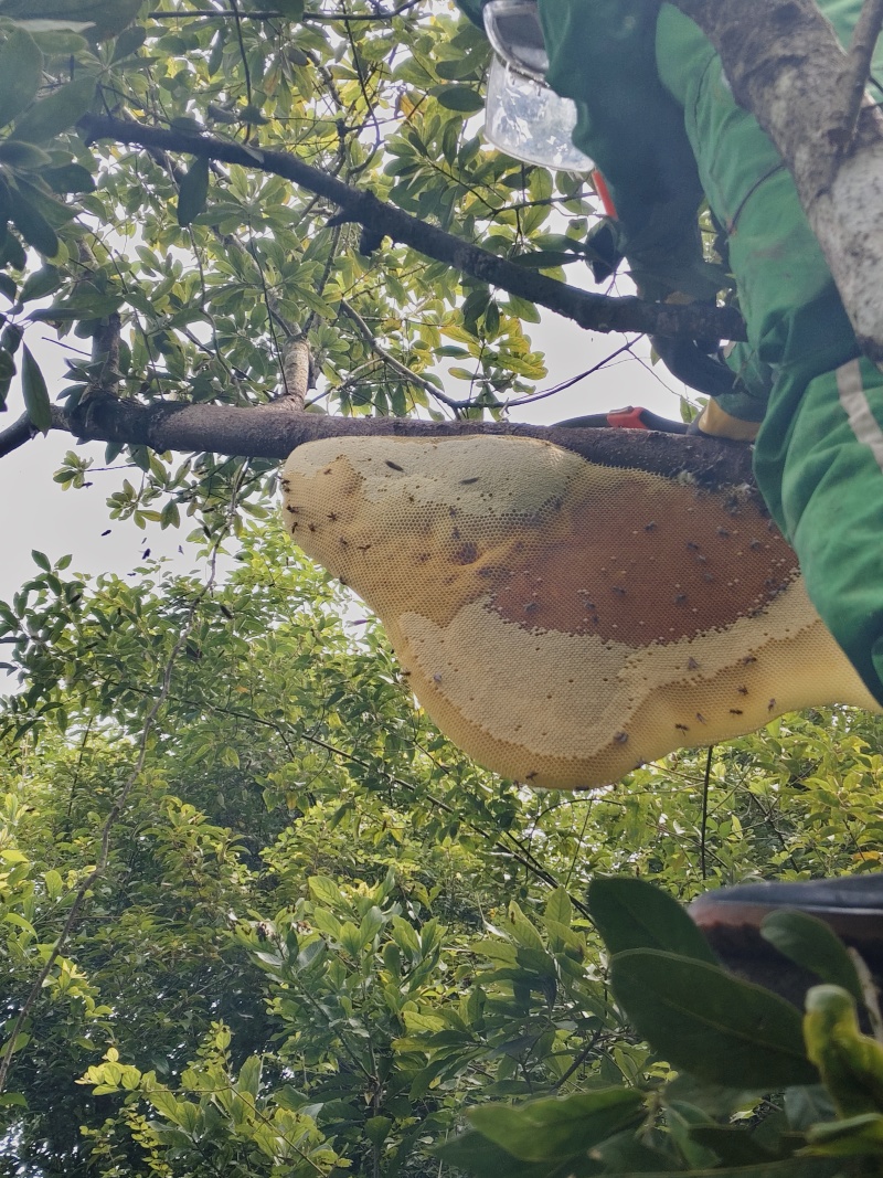 大排蜂蜜
