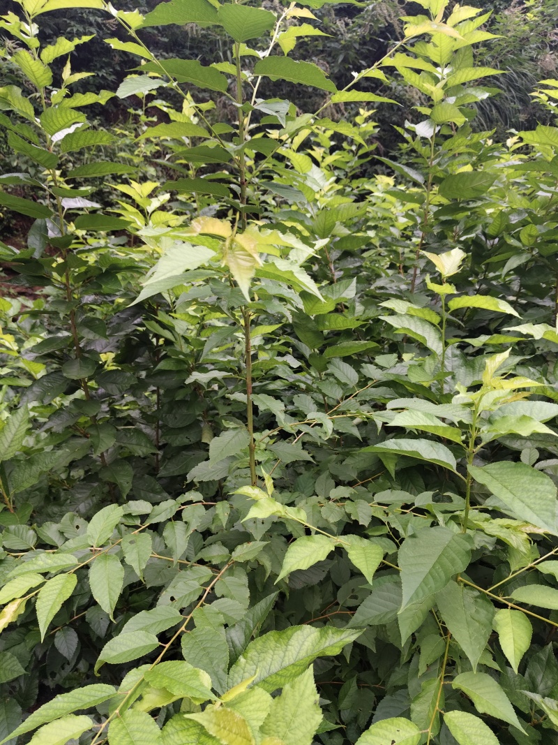 玛瑙红樱桃苗，又名乌克兰。大小都有欢迎各位老板前来报到。