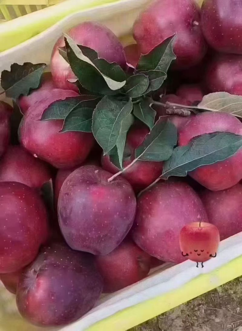 甘肃天水花牛苹果