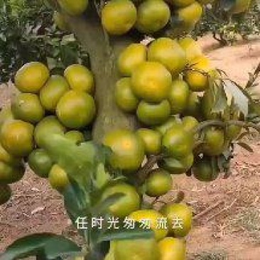 四川普早蜜橘大量商超市场店商均可
