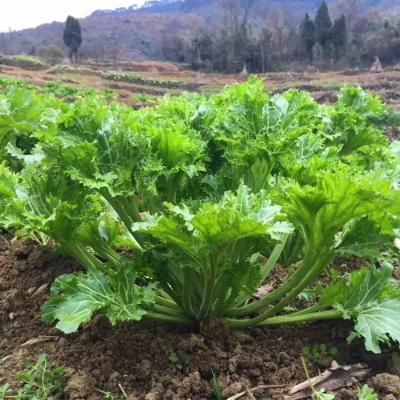 饺子菜种子香叶饺子菜种香芥菜种籽四川四季蔬菜香菜种子