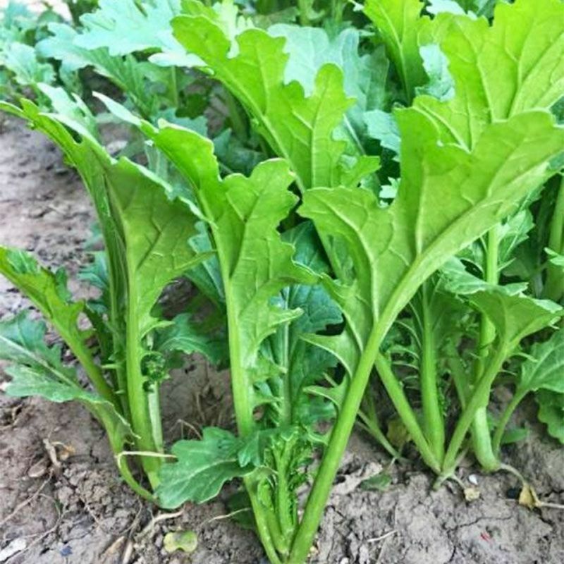 饺子菜种子香叶饺子菜种香芥菜种籽四川四季蔬菜香菜种子