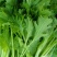 饺子菜种子香叶饺子菜种香芥菜种籽四川四季蔬菜香菜种子