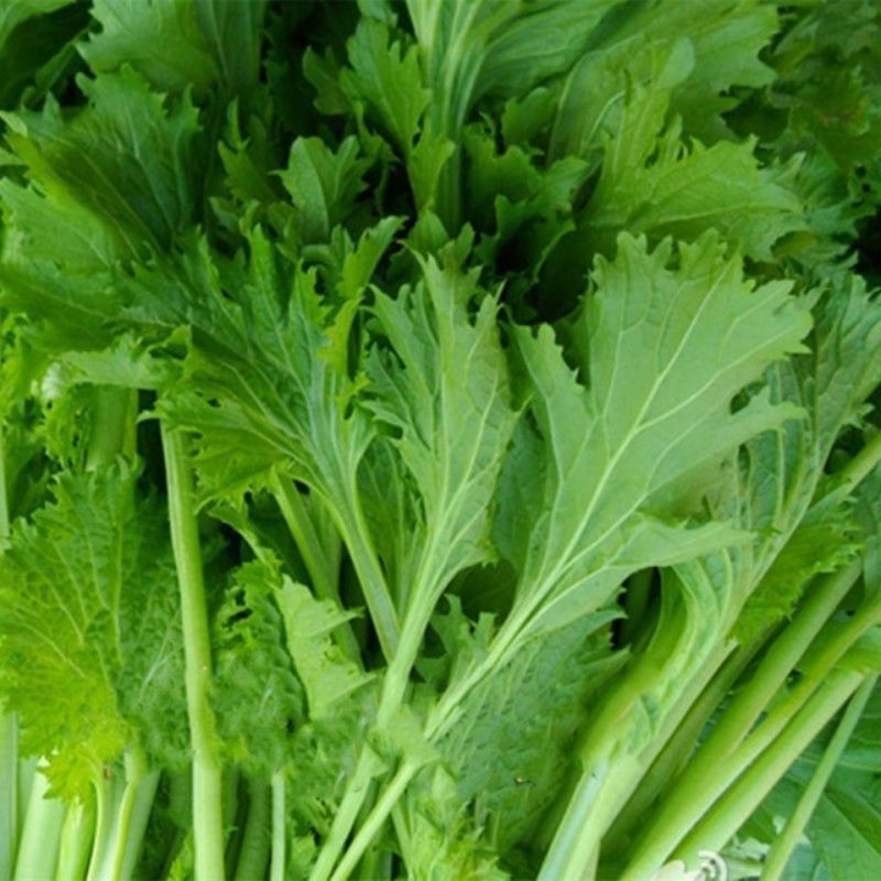 饺子菜种子香叶饺子菜种香芥菜种籽四川四季蔬菜香菜种子
