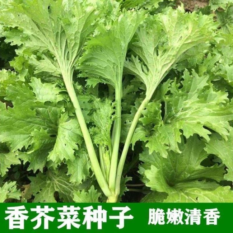 饺子菜种子香叶饺子菜种香芥菜种籽四川四季蔬菜香菜种子