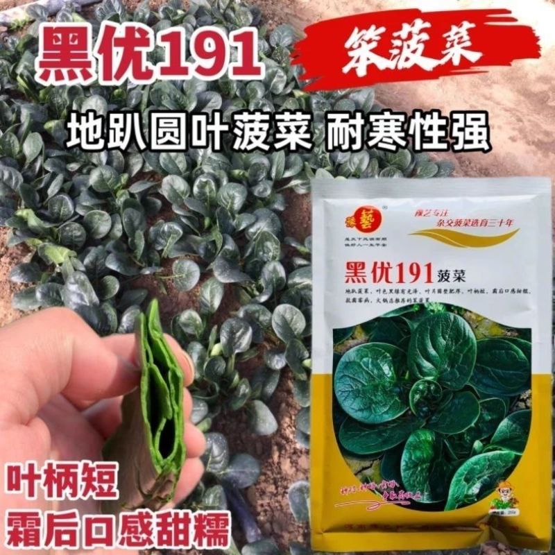 豫艺黑优191趴地菠菜种子圆叶叶片肥厚叶色黑绿味浓