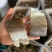 草鱼块地摊电商批发草鱼块草鱼条草鱼干皖鱼块皖鱼干鱼干