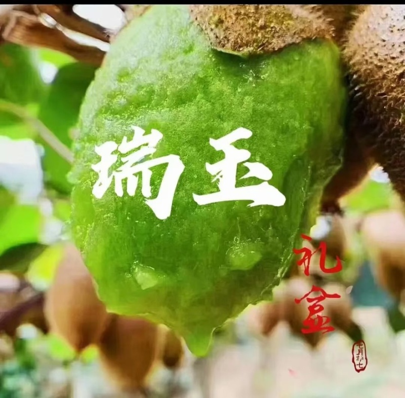 陕西瑞玉猕猴桃