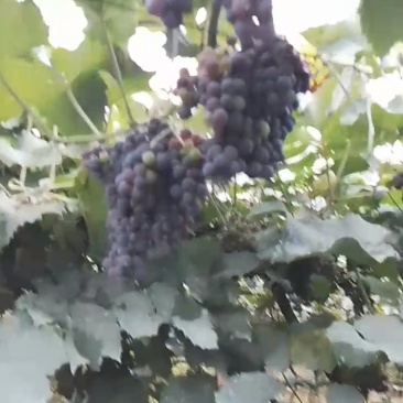 山葡萄，28号，双优双红，酒厂做酒，饮料厂做果汁可用哦