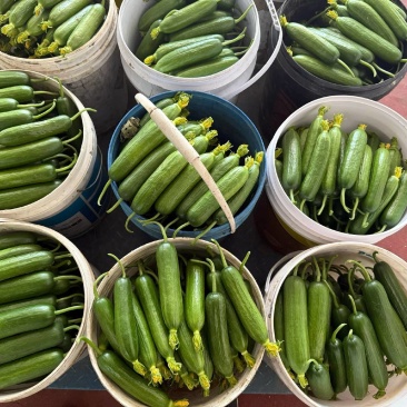 寿光市，水果黄瓜蔬菜种植基地