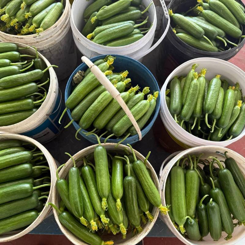 寿光市，水果黄瓜蔬菜种植基地