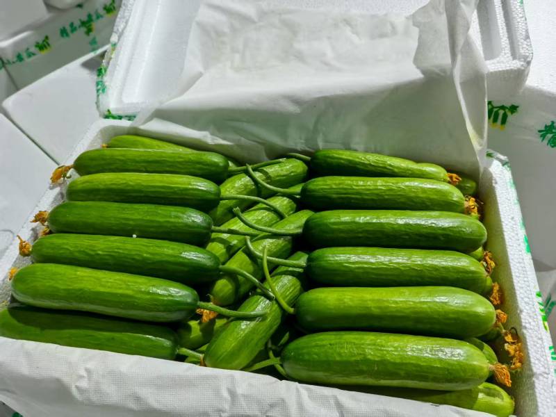 寿光市，水果黄瓜蔬菜种植基地