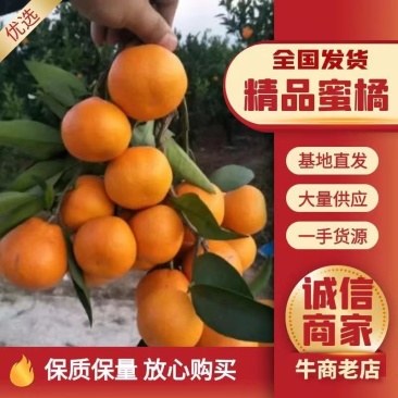 【高山蜜橘】皮薄汁多口感甜，产地直供。欢迎采购！