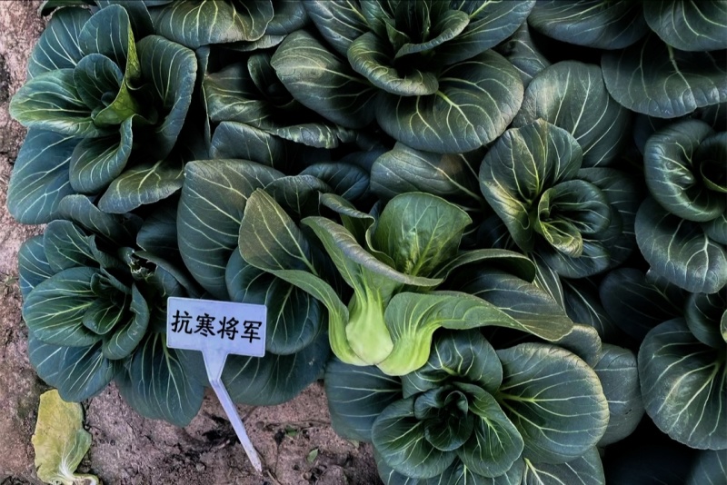 抗寒将军青梗菜种子杂交苏州青类型青菜种子叶片肥厚深绿青菜