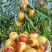 黄骅孔店冬枣
